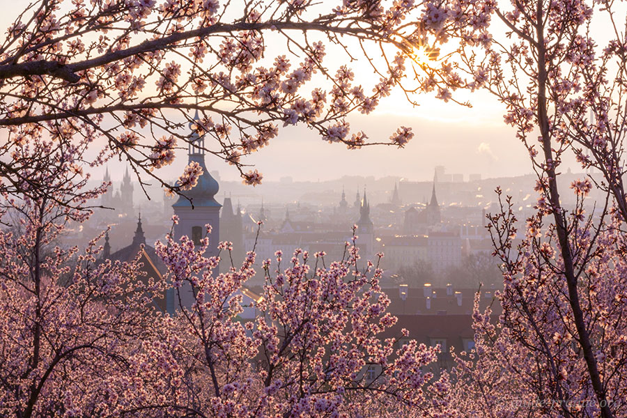 Вид на Малу Страну в Праге с цветущих Семинарских садов. Раннее утро.