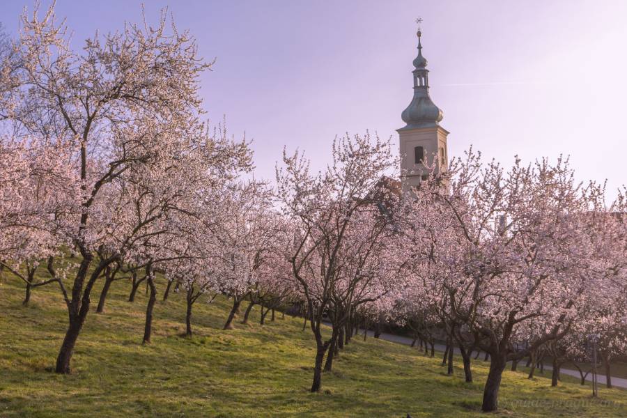 Church of Our Lady Victorious & Infant Jesus of Prague